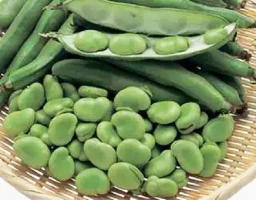 蠶豆保鮮冷庫.jpg 蠶豆保鮮冷庫.jpg